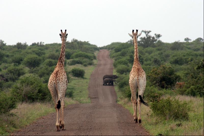 O Parque Nacional de Kruger tem uma 