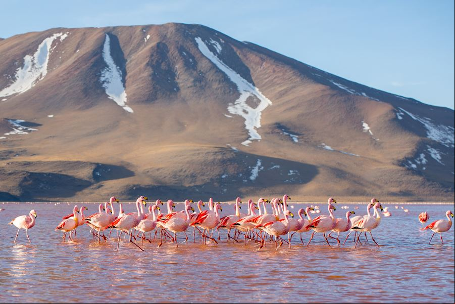 Flamingos na Laguna Colorada, lago do altiplano da Bol