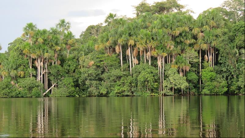 Floresta Amaz