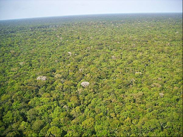 Floresta Amaz