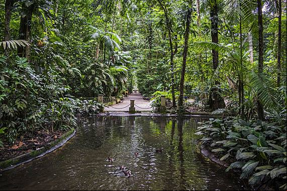 Bosque Rodrigues Alves - Bel