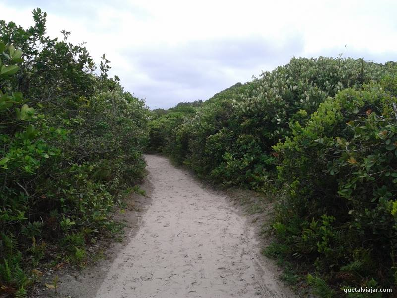 Trilha - Praia Grande - Ilha do Mel - Paranagu