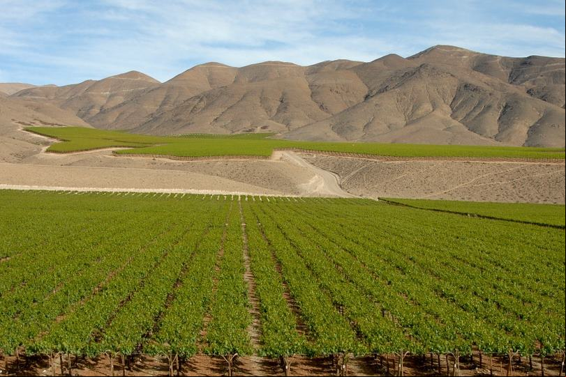  Argentina e Chile se unem para criar 'A rota de vinho mais longa do mundo'