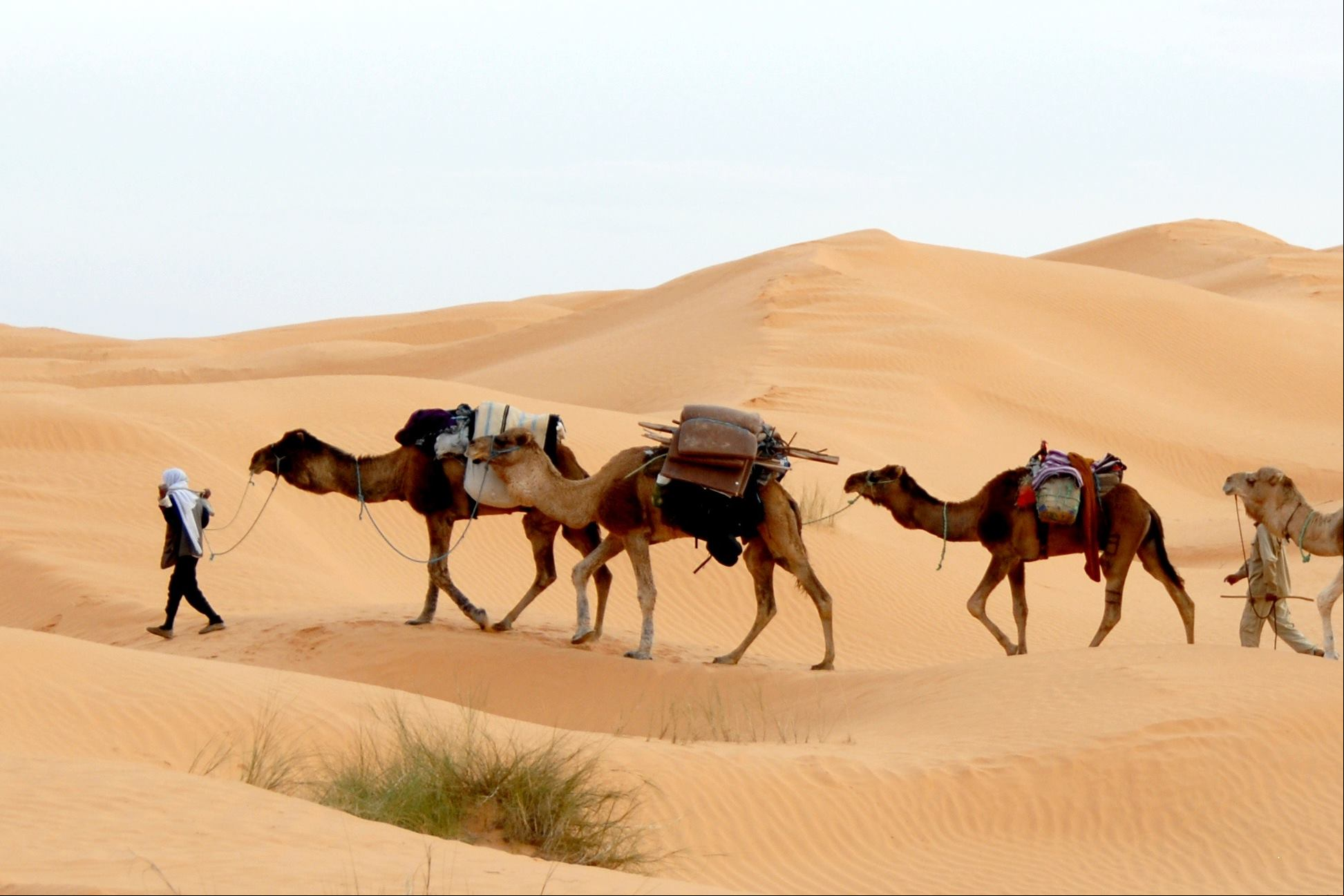 Os eios de camelo no deserto s